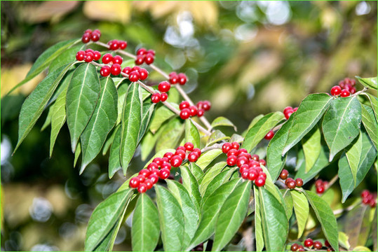 紅豆北國