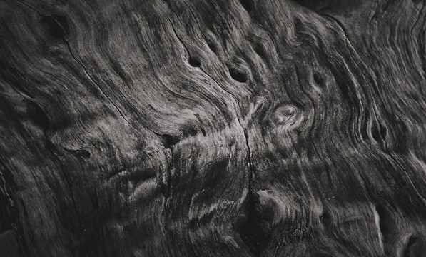 樹紋理