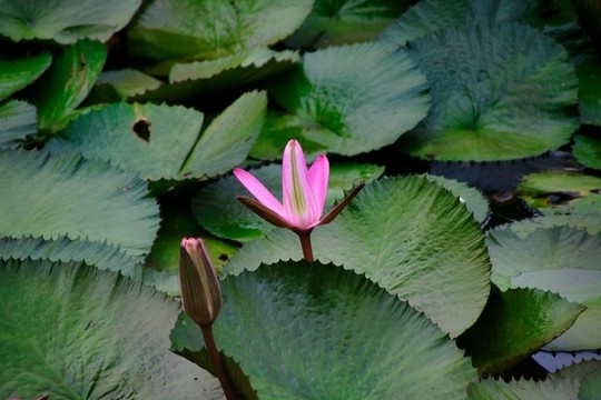 蓮花