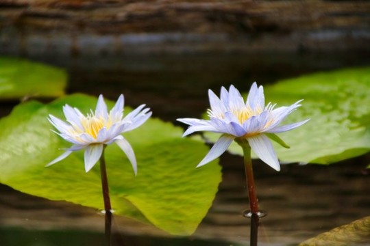 蓮花