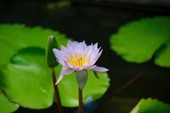 蓮花