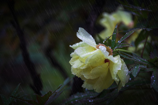 雨打殘花