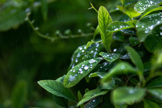 葉子上的雨滴