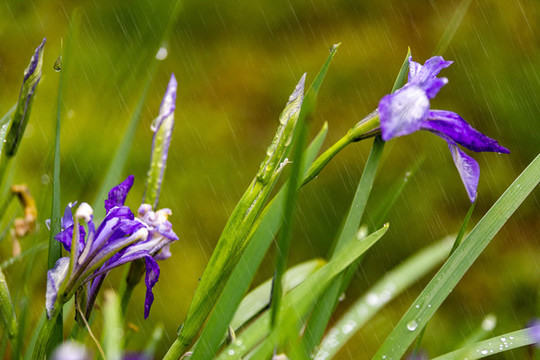 葉子上的雨滴