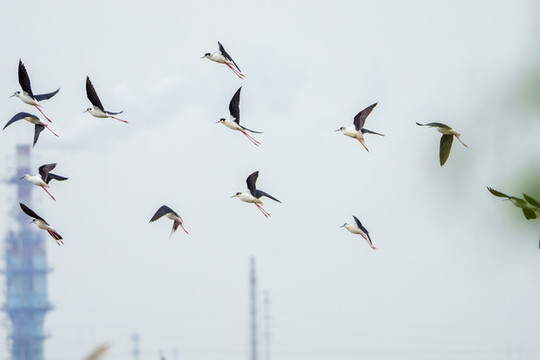 鳥群飛翔