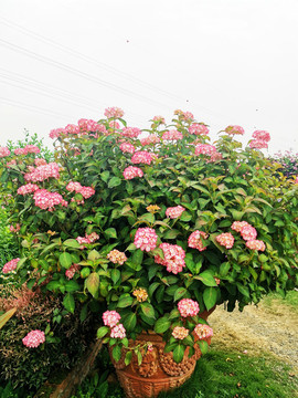 無盡夏繡球花