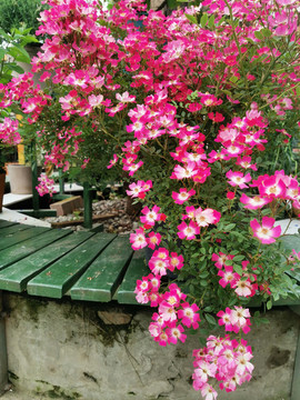 小花盆栽