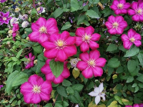鐵線蓮