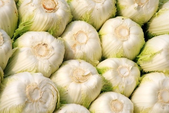 白菜