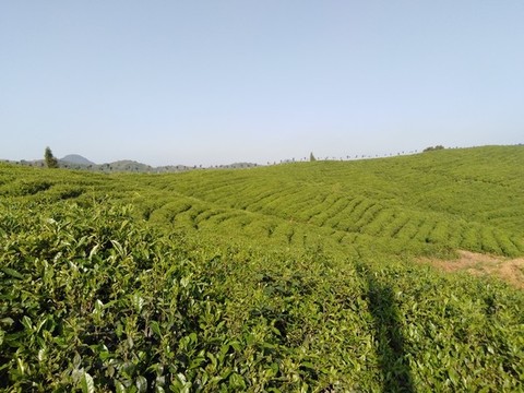 茶山