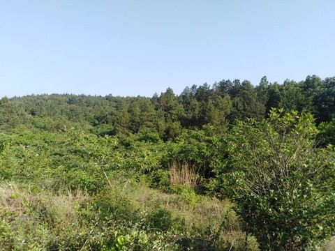松樹林