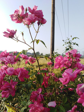 月季花
