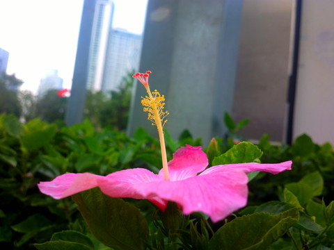 木槿花特寫