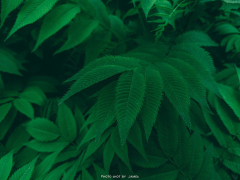 嫩葉枝葉綠色