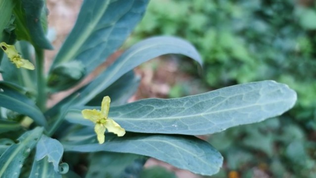 包菜花