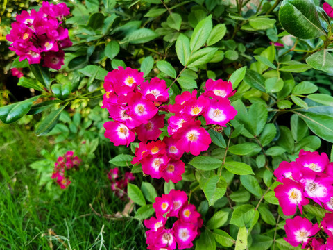 唯美薔薇花叢