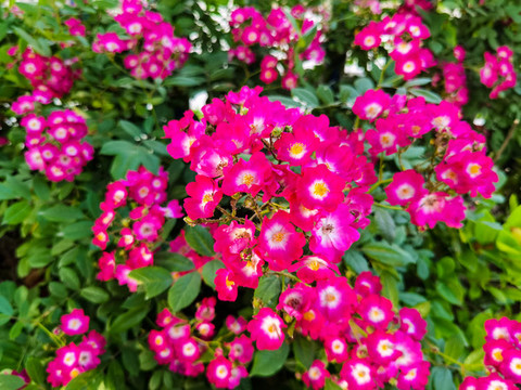 薔薇花