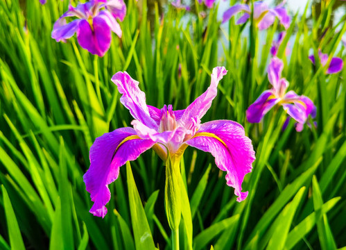 紫蝴蝶花