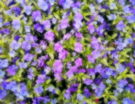 紫色小花背景