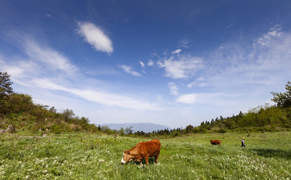 高山牧場