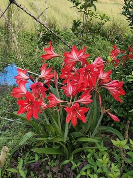 并蒂紅