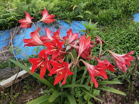 朱頂紅特寫