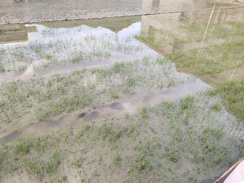 水稻田