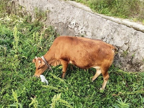 黃牛