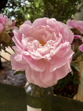 芍藥