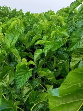 桑樹