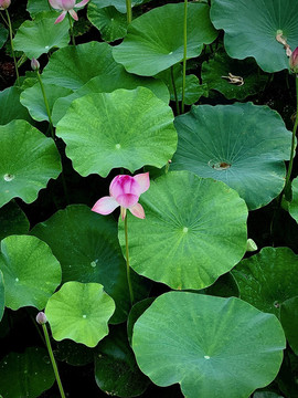 蓮花