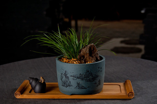 蘭花草盆景
