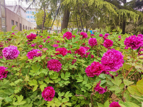 牡丹花