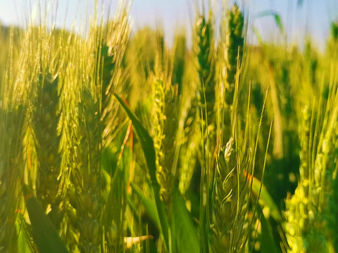 小麥