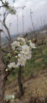 梨花
