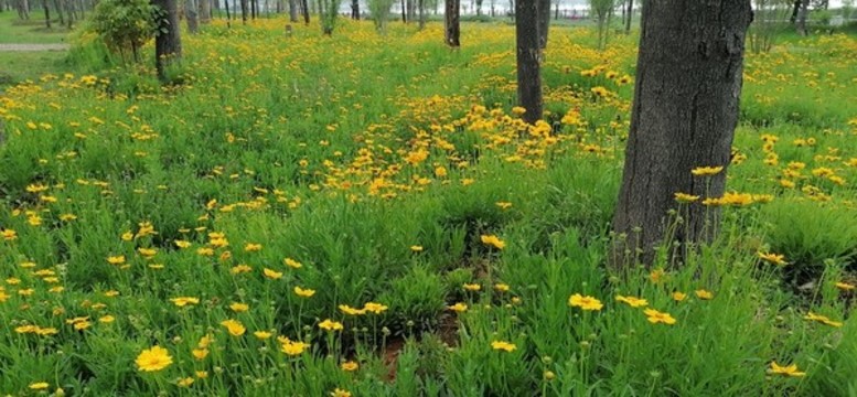 綠草黃花