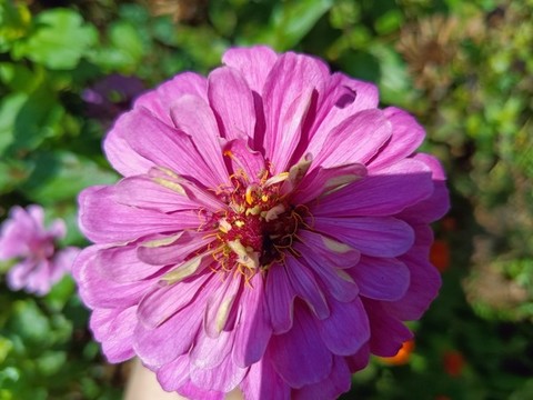 百日草花特寫美麗花朵