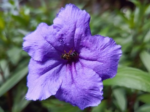 蜜蜂采蜜特寫(xiě)