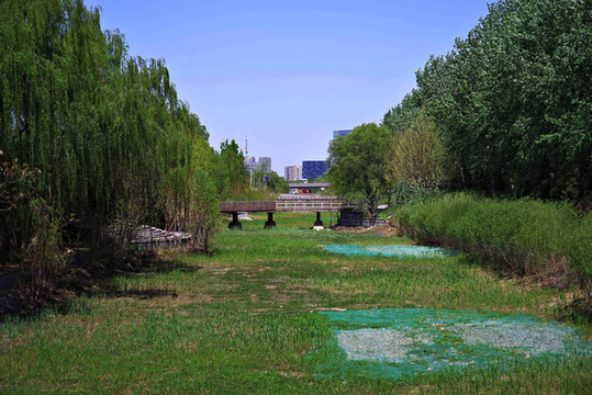 大興永興河濕地公園