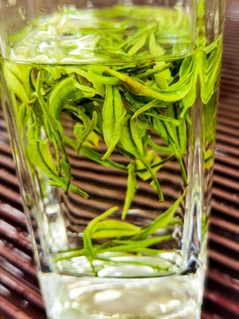安吉白茶茶芽特寫