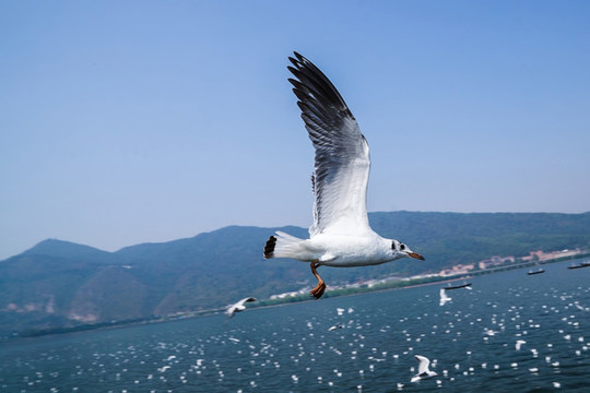 洱海的海鷗