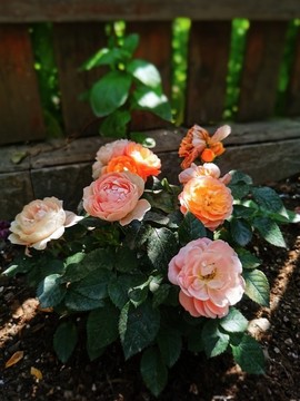 月季花盛開