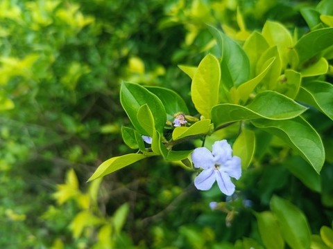 長青樹冬青樹綠化