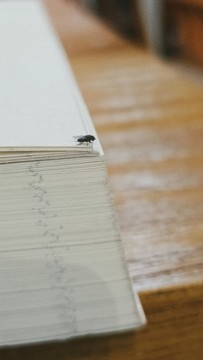 書(shū)本一角蒼蠅