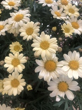 木茼蒿白花盛開