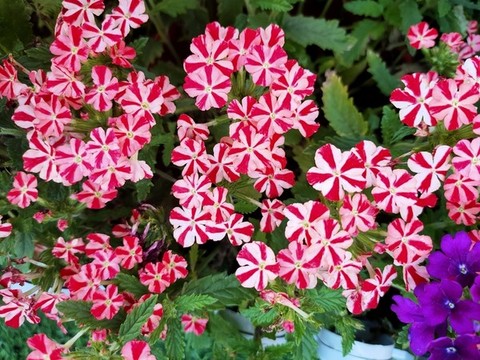 魯冰花特寫