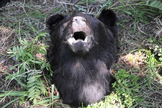 捕獲的獵物