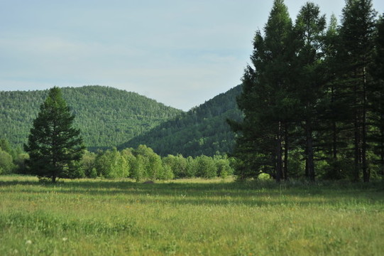 大山森林