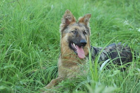 捕獵獵犬