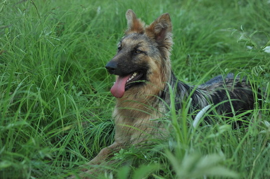 捕獵獵犬